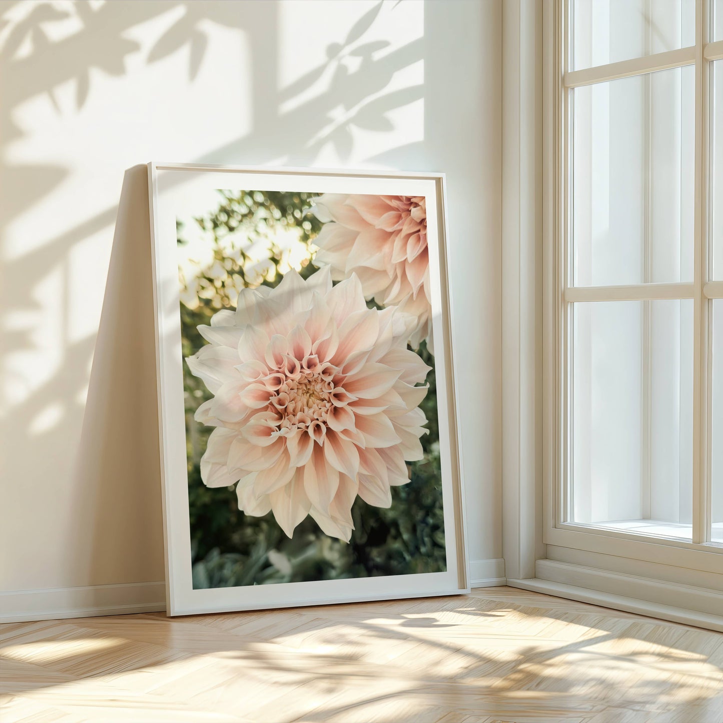 Ljusrosa Dahlior i kvällssolens sista sken