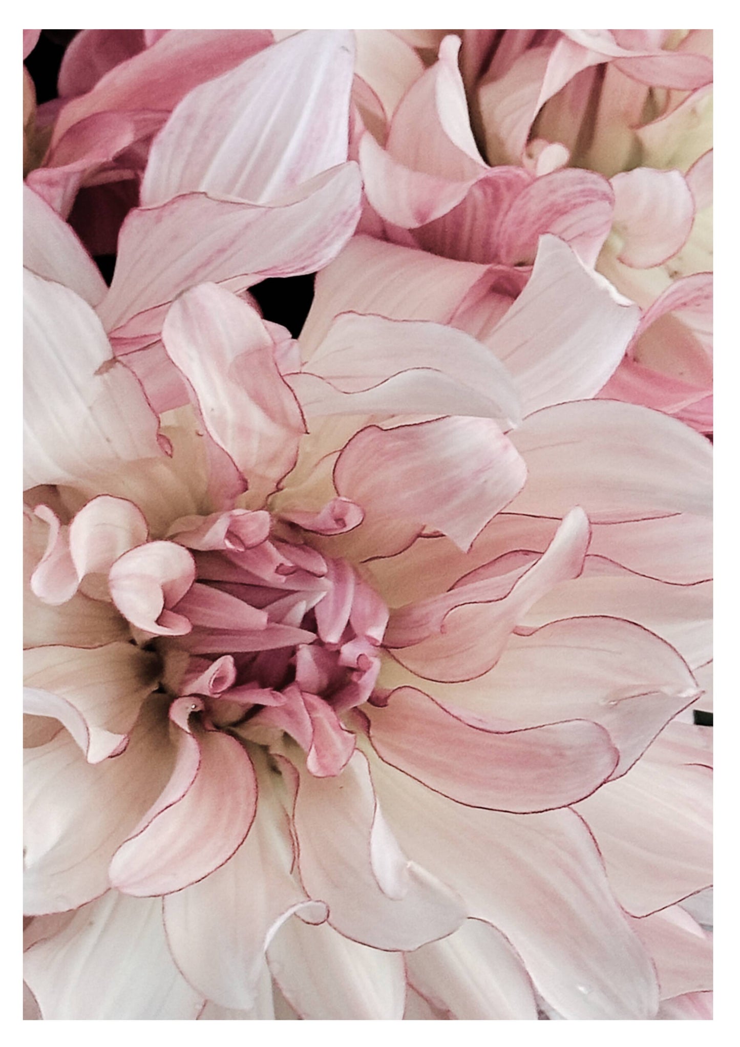 Tusen rörelser i en och samma Dahlia
