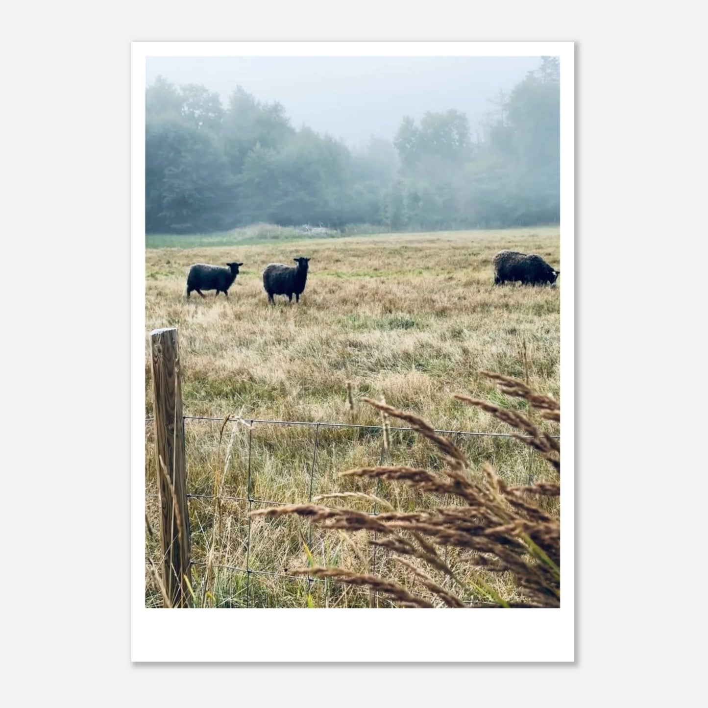 5c73e09a-901a-4006-9728-2a91640c43e4