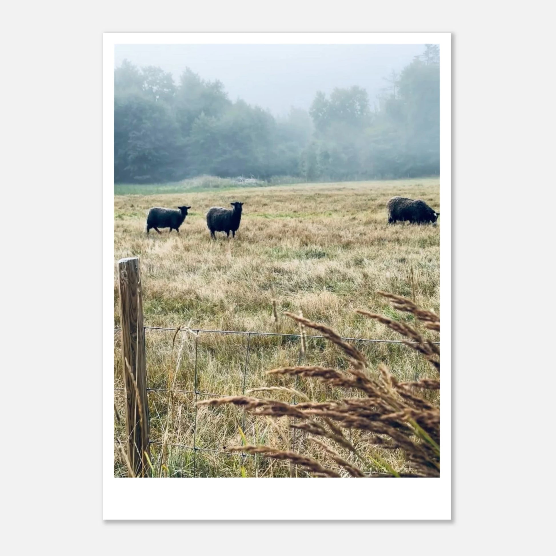 5c73e09a-901a-4006-9728-2a91640c43e4