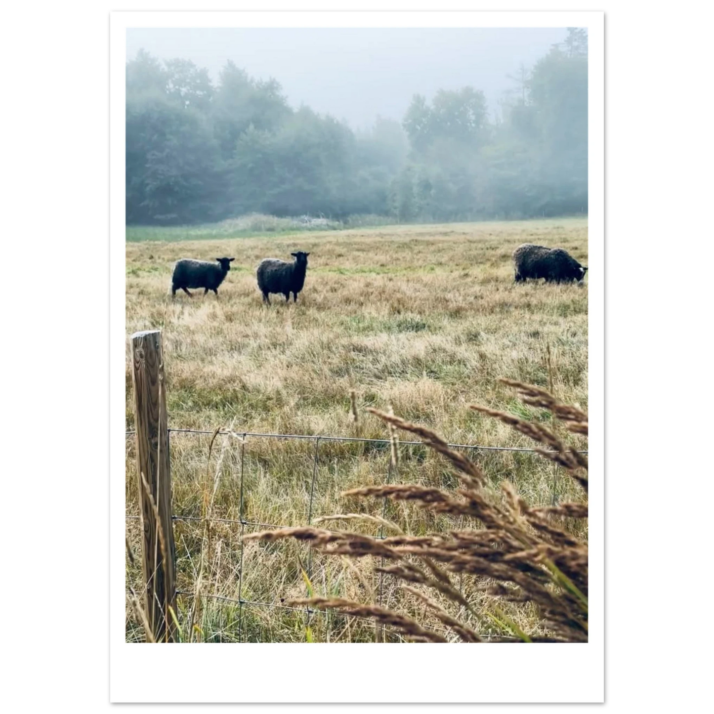 876cc8df-c005-4122-a247-8a6d97877a83