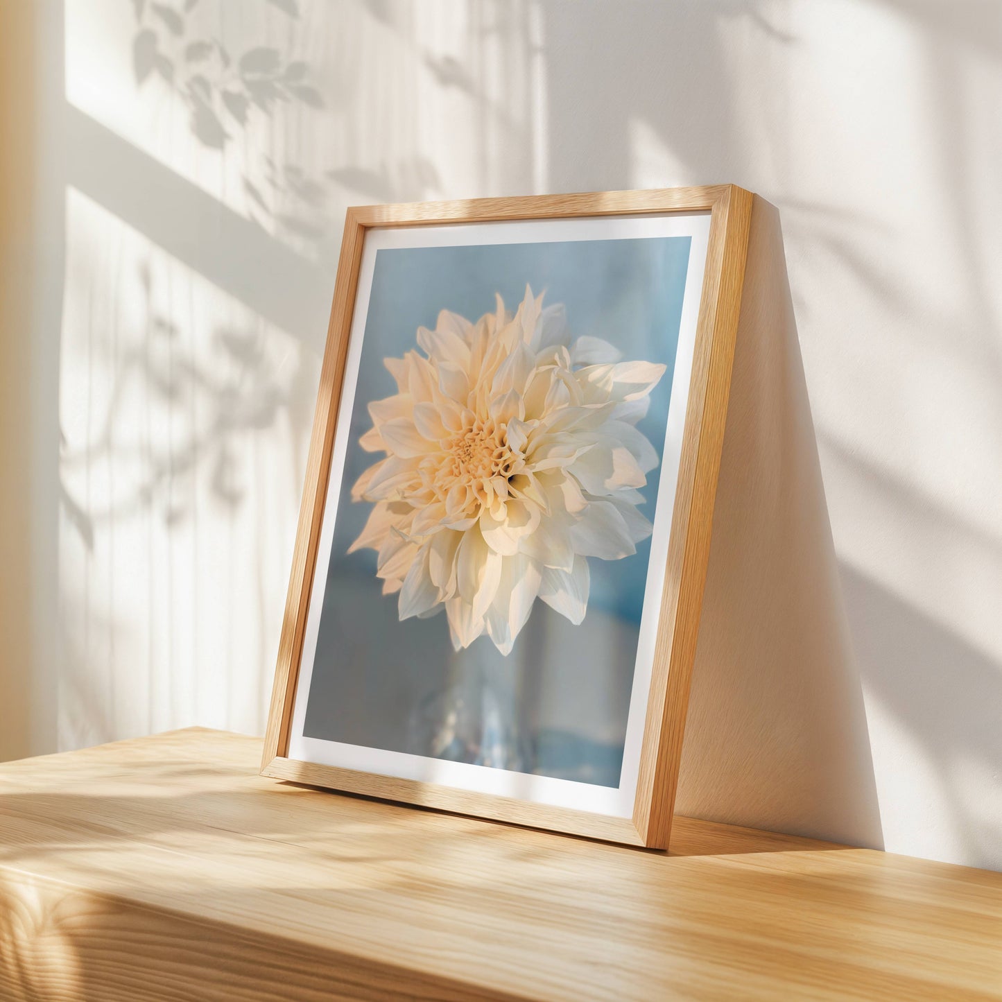 Dahlia Cafe au Lait i solen